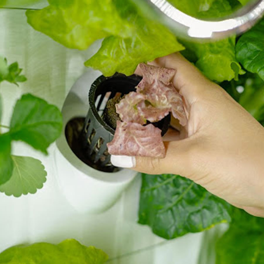 36 Cup NFT Hydroponic Kit: image 5
