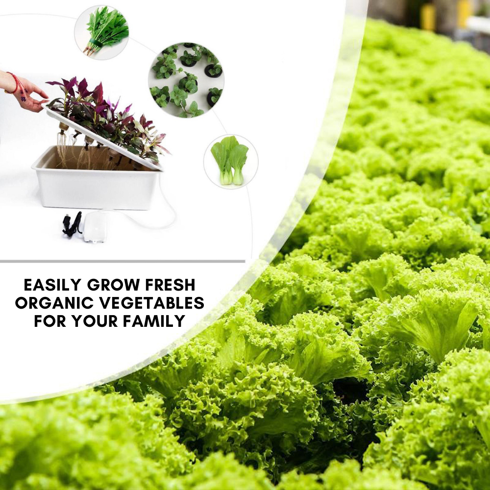 Deep Water Culture Hydroponic System, 11 Cup: image 9